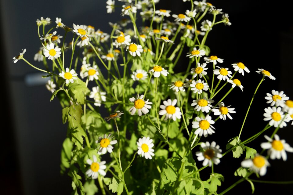 Flowers daisy flowers of the field