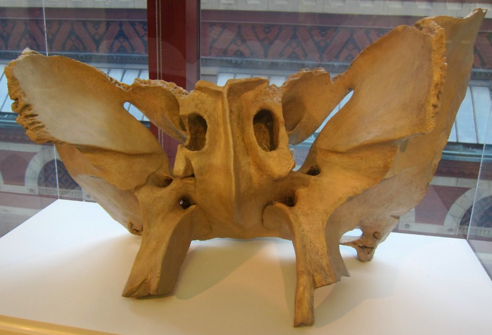 'Model,_Sphenoid_Bone,_Free-standing'_by_William_Rush