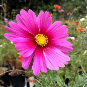 'Radiance'_Cosmos_bipinnatus_IMG_6061