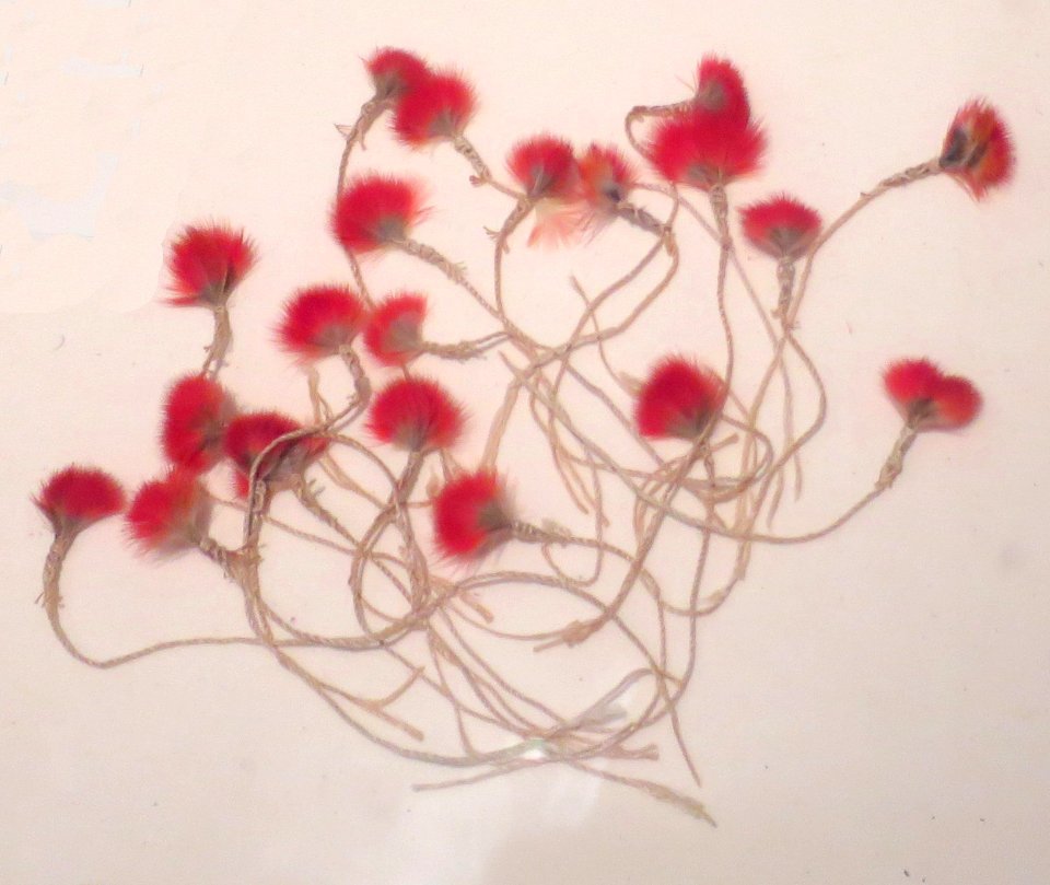 'I'iwi_feathers_and_olona_fibers_prepared_for_making_traditional_Hawaiian_feather_work