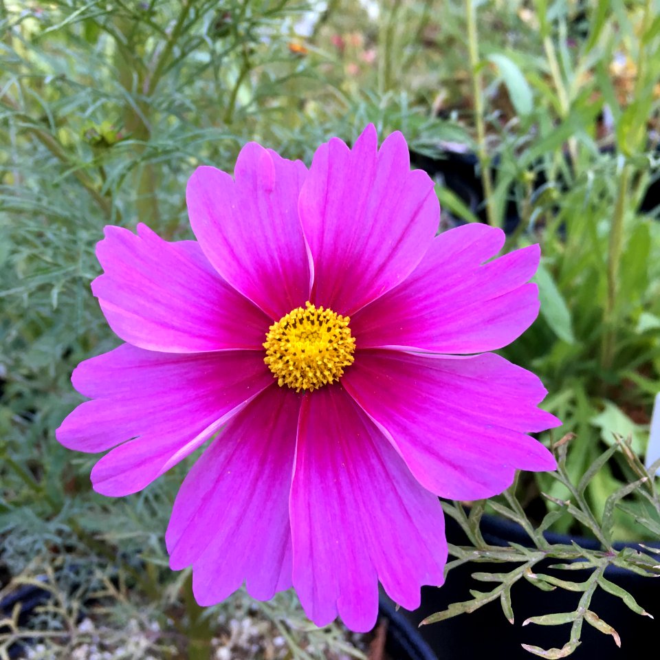 'Radiance'_Cosmos_bipinnatus_IMG_6123