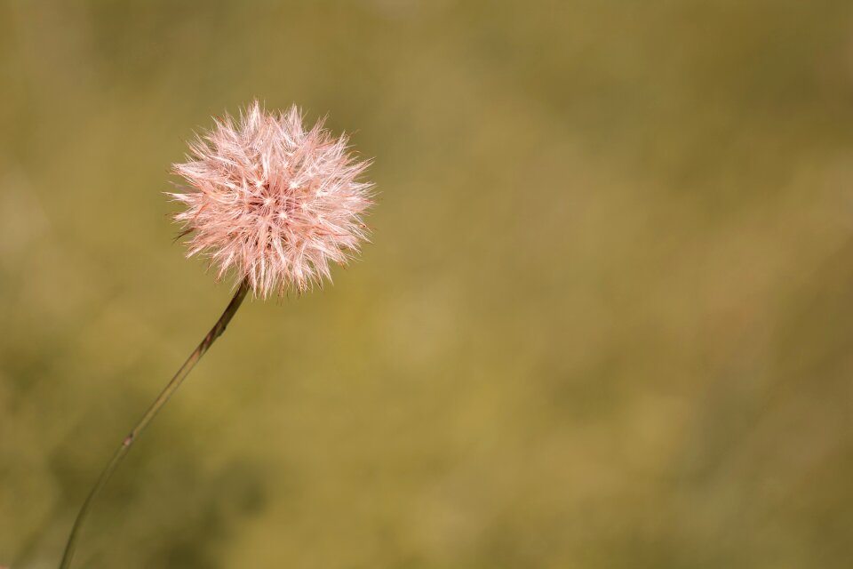 Seeds plant grassland plants