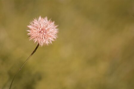 Seeds plant grassland plants