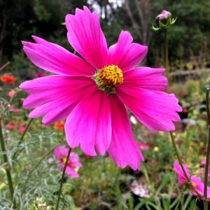 'Radiance'_Cosmos_bipinnatus_IMG_6069