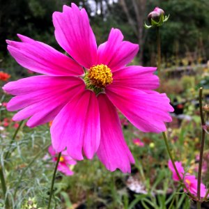'Radiance'_Cosmos_bipinnatus_IMG_6068