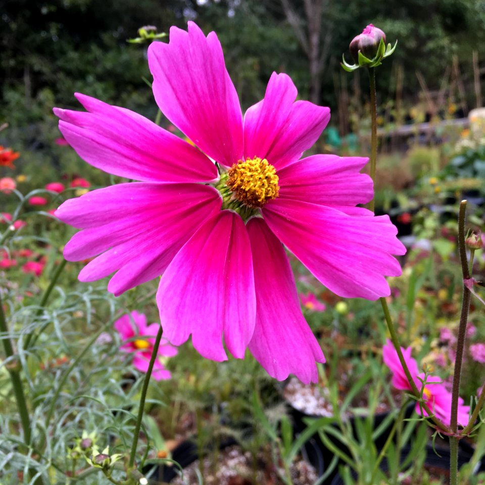 'Radiance'_Cosmos_bipinnatus_IMG_6067
