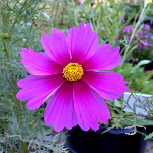 'Radiance'_Cosmos_bipinnatus_IMG_6121
