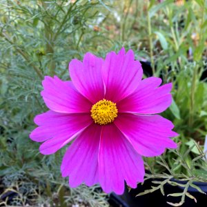 'Radiance'_Cosmos_bipinnatus_IMG_6124
