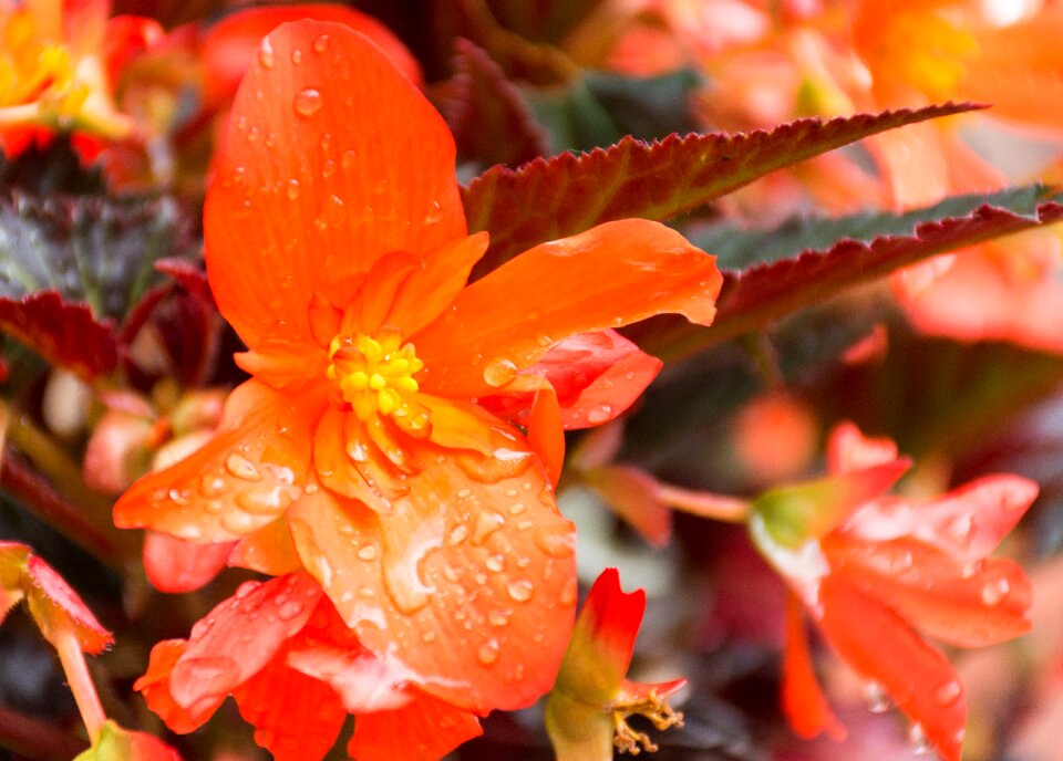 Bright balcony plant colorful