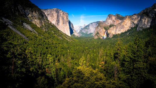 Evergreen fall forest photo