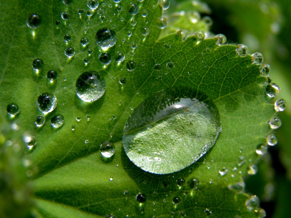 Nature mood green