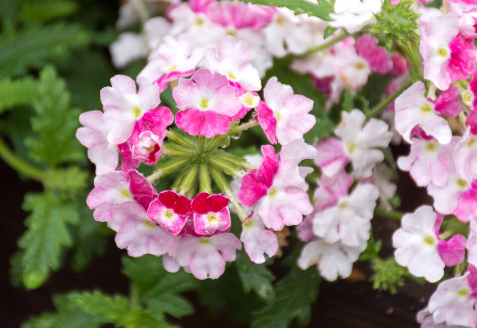 Flowers primroses primrose
