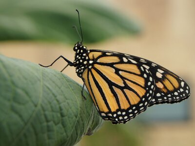 Butterfly wings nature insect photo
