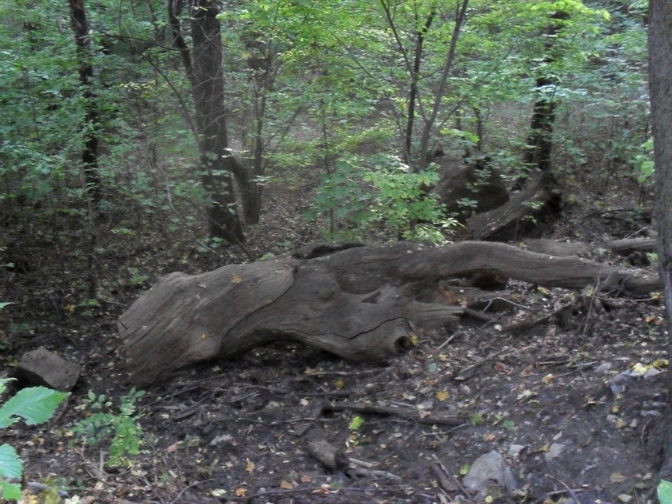 (TTO)_Hrad_Doubravská_hora,_zřícenina_(Teplice)_4_10_2013_11