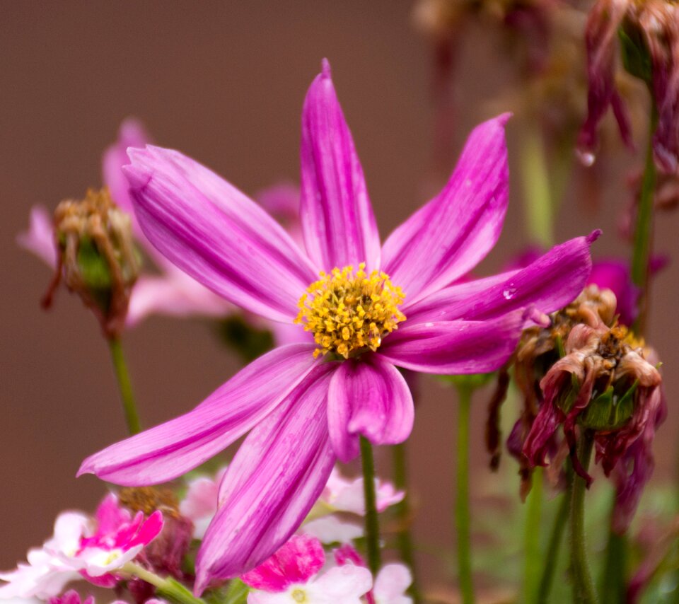 Blossom bloom purple flower