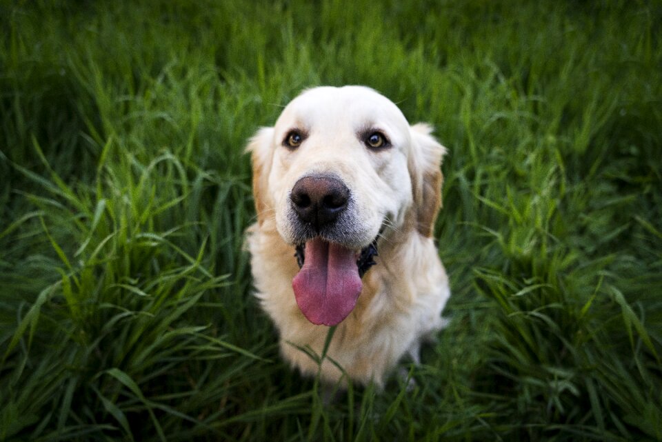 Golden retriever grass green
