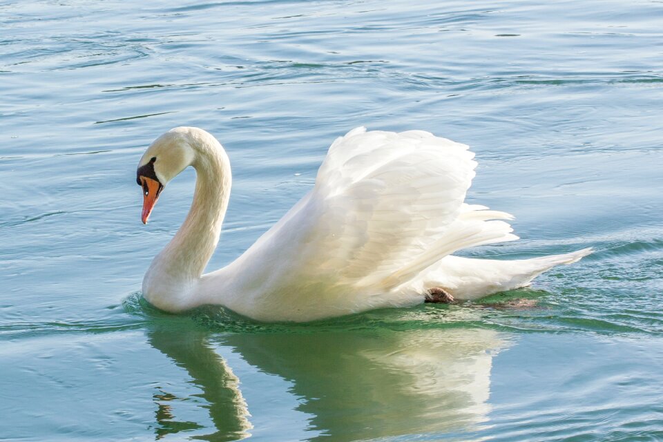 Water bird animal world schwimmvogel