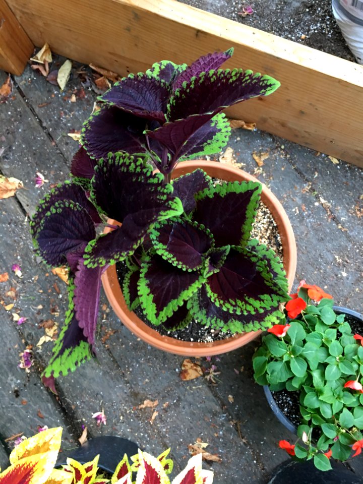 'Giant_Exhibition_Magma'_coleus_IMG_1037
