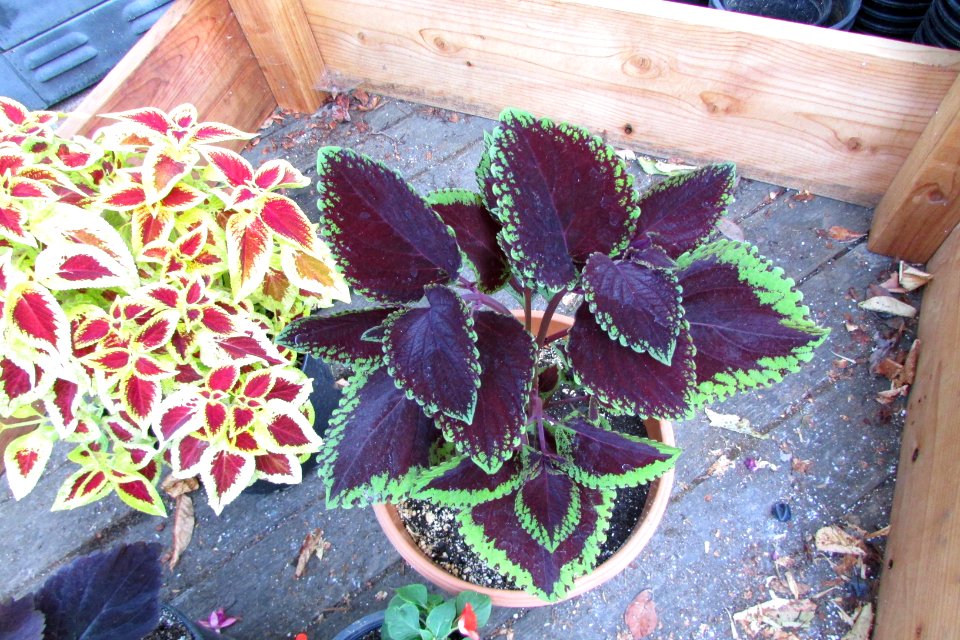 'Giant_Exhibition_Magma'_coleus_IMG_6290