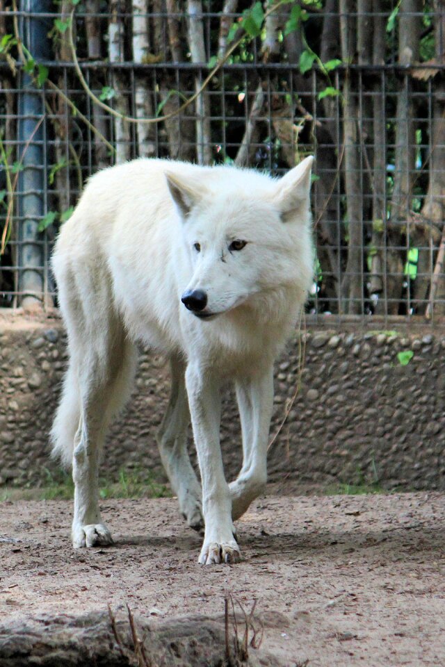 Animal world zoo berlin