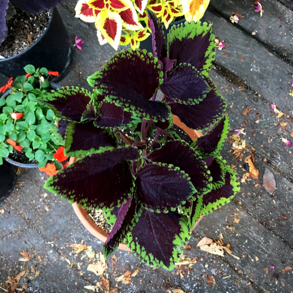 'Giant_Exhibition_Magma'_coleus_IMG_0885