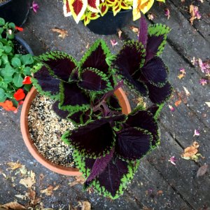 'Giant_Exhibition_Magma'_coleus_IMG_0891