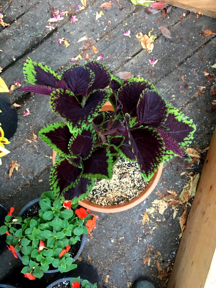 'Giant_Exhibition_Magma'_coleus_IMG_0966