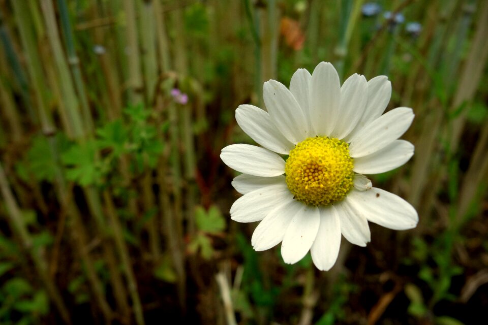 Meadow nature grass