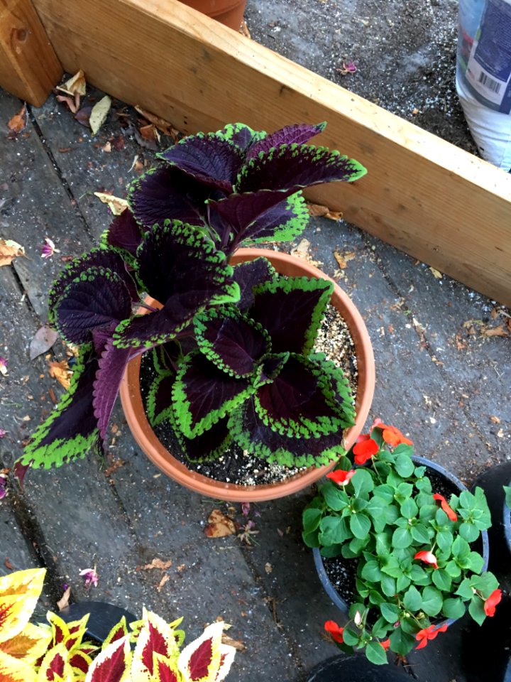 'Giant_Exhibition_Magma'_coleus_IMG_1034