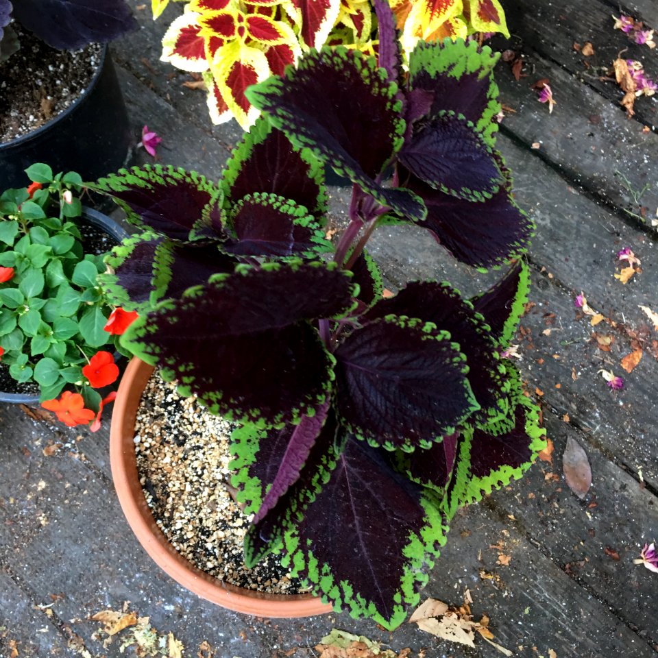 'Giant_Exhibition_Magma'_coleus_IMG_0892