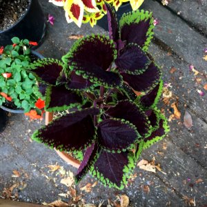'Giant_Exhibition_Magma'_coleus_IMG_0886