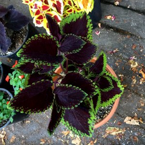 'Giant_Exhibition_Magma'_coleus_IMG_0879