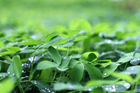 Green leaves plant photo