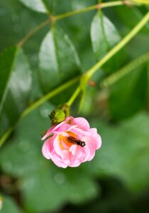 Blossom bloom pink photo