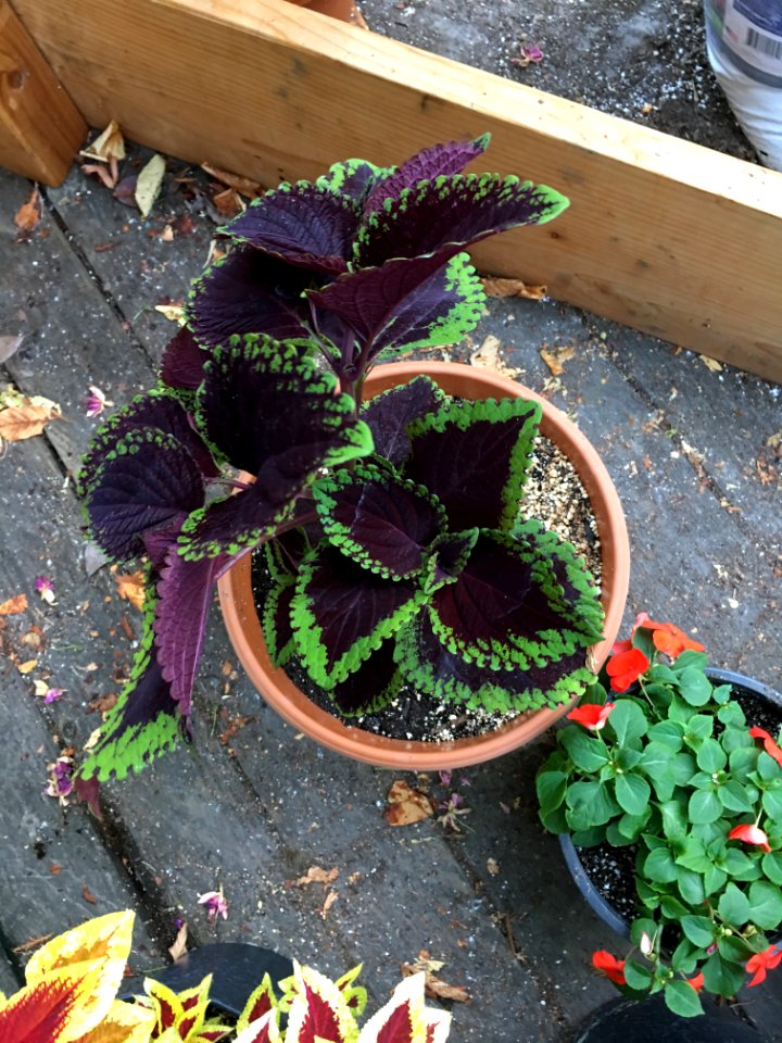 'Giant_Exhibition_Magma'_coleus_IMG_1036