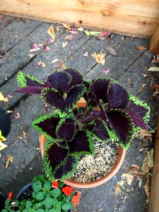 'Giant_Exhibition_Magma'_coleus_IMG_0970