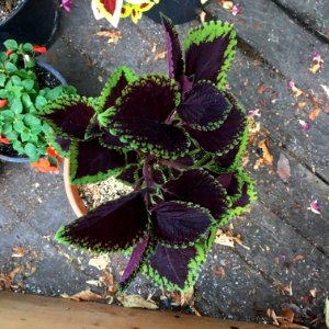 'Giant_Exhibition_Magma'_coleus_IMG_0888