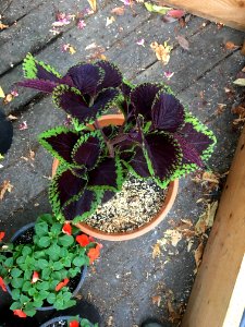 'Giant_Exhibition_Magma'_coleus_IMG_0965