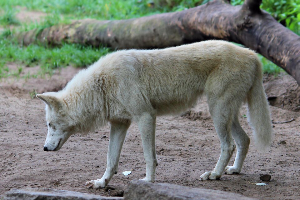 Animal world zoo berlin