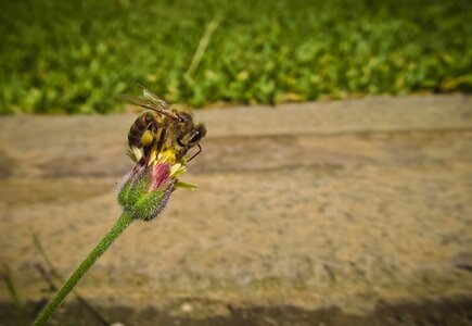 Flower bud insect nature