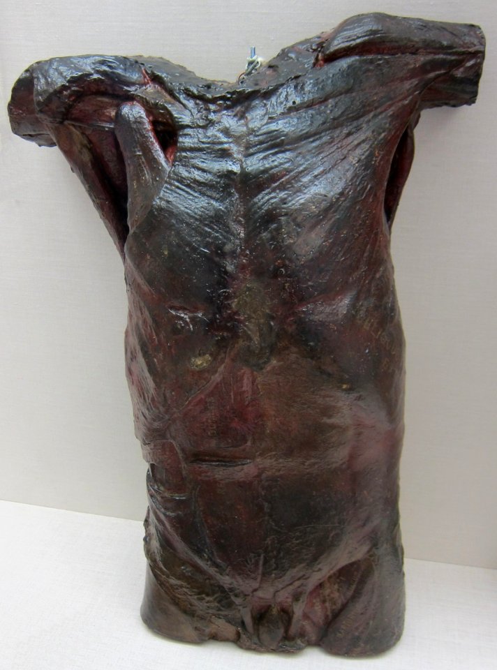 'Front_of_Male_Torso'_by_Thomas_Eakins