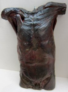 'Front_of_Male_Torso'_by_Thomas_Eakins