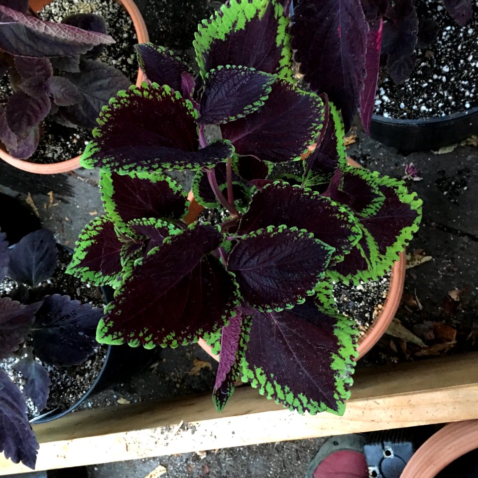 'Giant_Exhibition_Magma'_coleus_IMG_1380