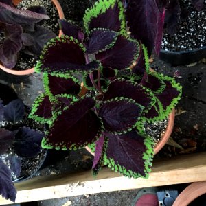 'Giant_Exhibition_Magma'_coleus_IMG_1380
