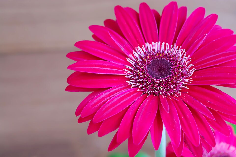 Bloom petals pink