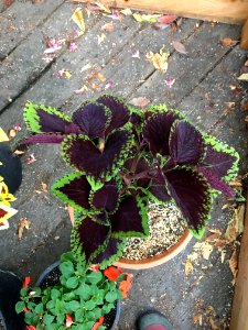 'Giant_Exhibition_Magma'_coleus_IMG_0967