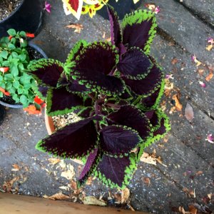 'Giant_Exhibition_Magma'_coleus_IMG_0887