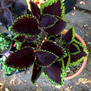 'Giant_Exhibition_Magma'_coleus_IMG_0882