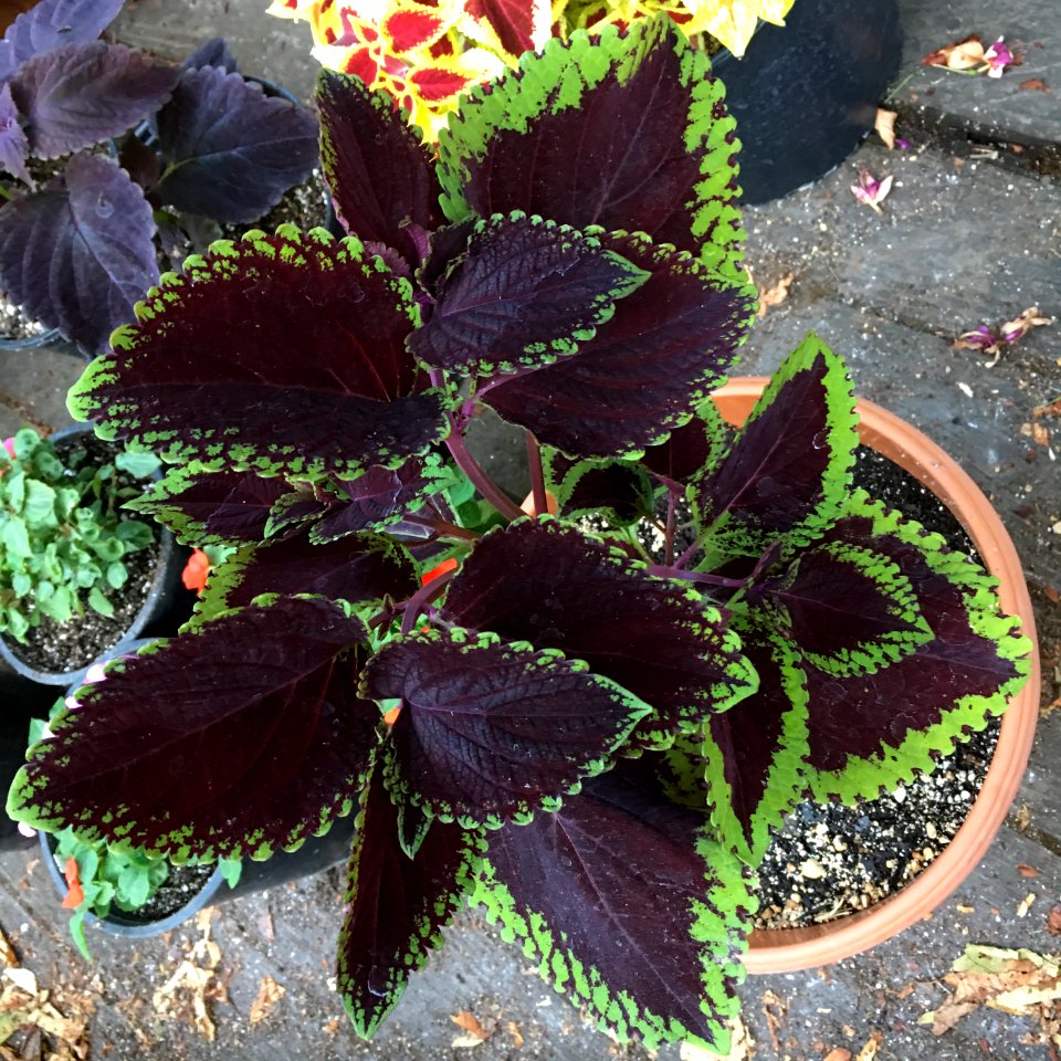 'Giant_Exhibition_Magma'_coleus_IIMG_0883
