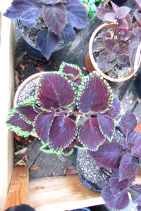 'Giant_Exhibition_Magma'_coleus_IMG_6350